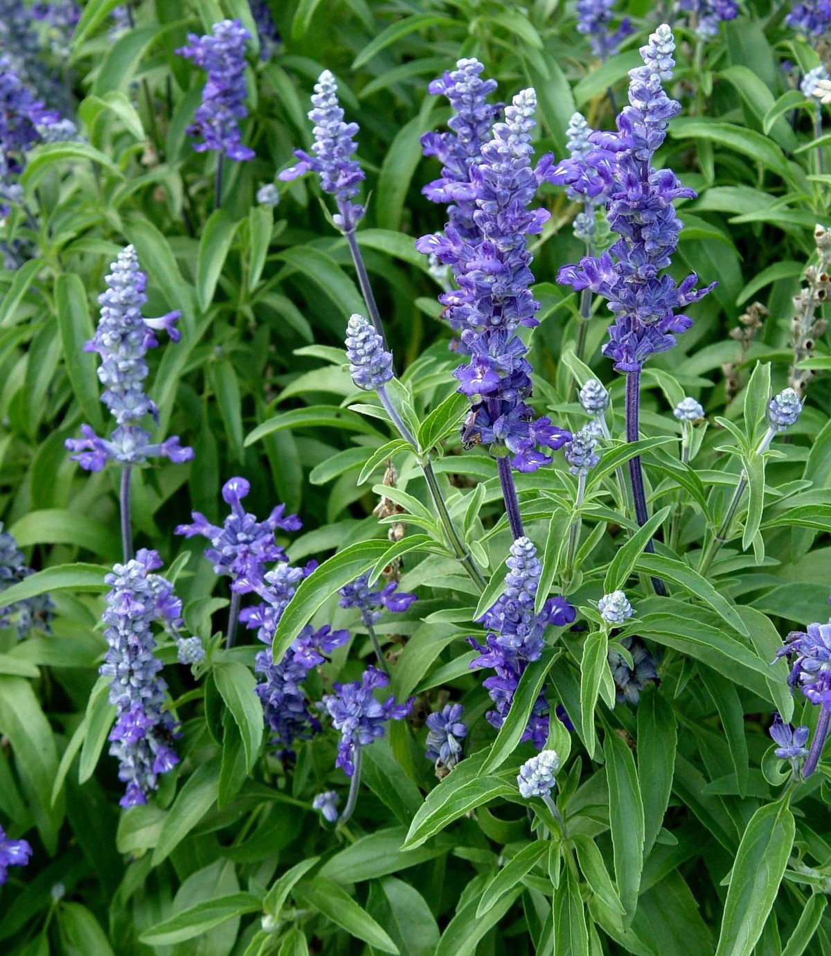 GÜZEL KOKULU BİTKİ SETİ 6 BİTKİ(Lavanta,Kekik,Biberiye,Melisa,Adaçayı,Lavantin) GÜZEL KOKULU BİTKİ SETİ 6 BİTKİ(Lavanta,Kekik,Biberiye,Melisa,Adaçayı,Lavantin)