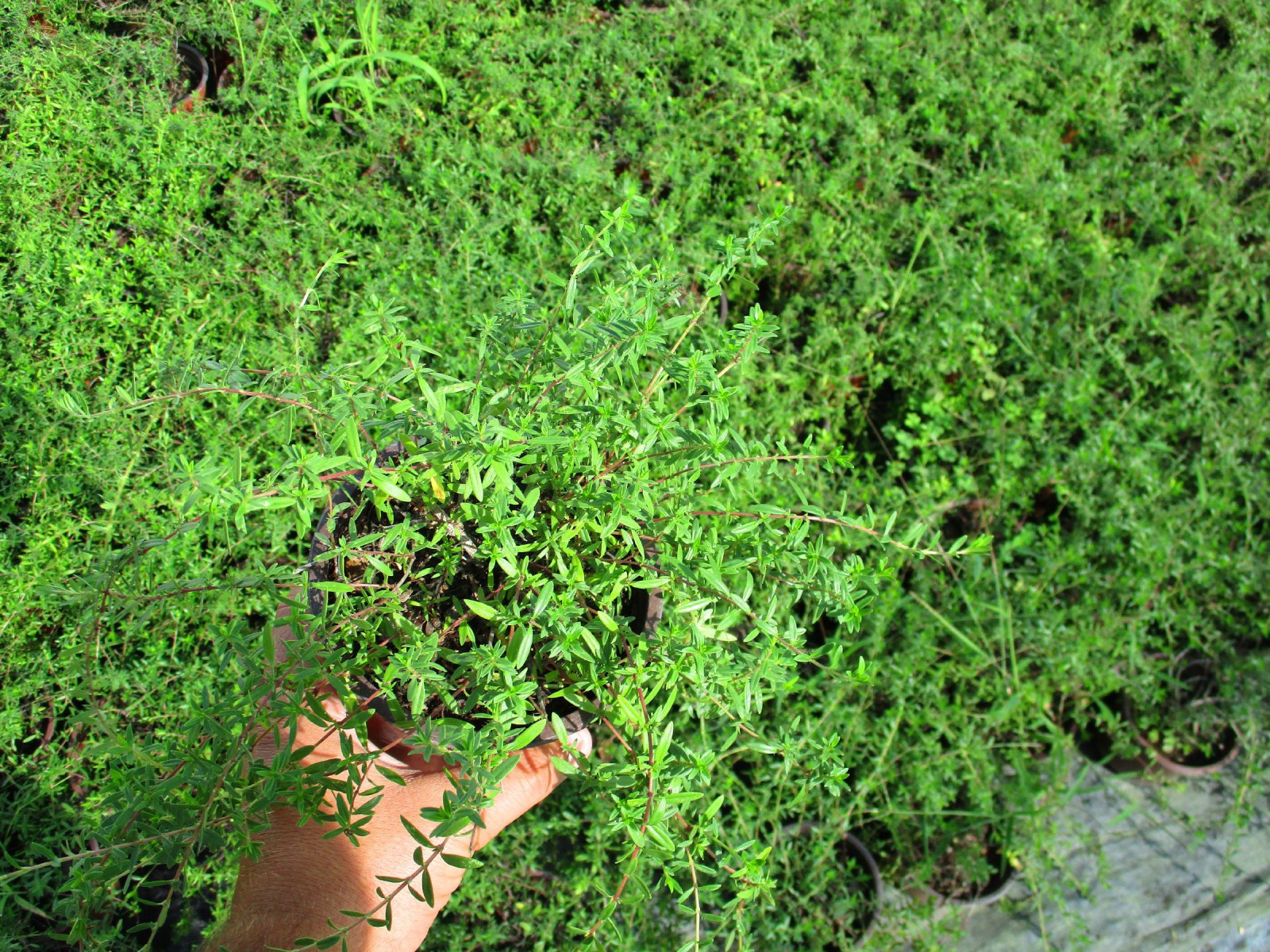 GÜZEL KOKULU BİTKİ SETİ 6 BİTKİ(Lavanta,Kekik,Biberiye,Melisa,Adaçayı,Lavantin) GÜZEL KOKULU BİTKİ SETİ 6 BİTKİ(Lavanta,Kekik,Biberiye,Melisa,Adaçayı,Lavantin)