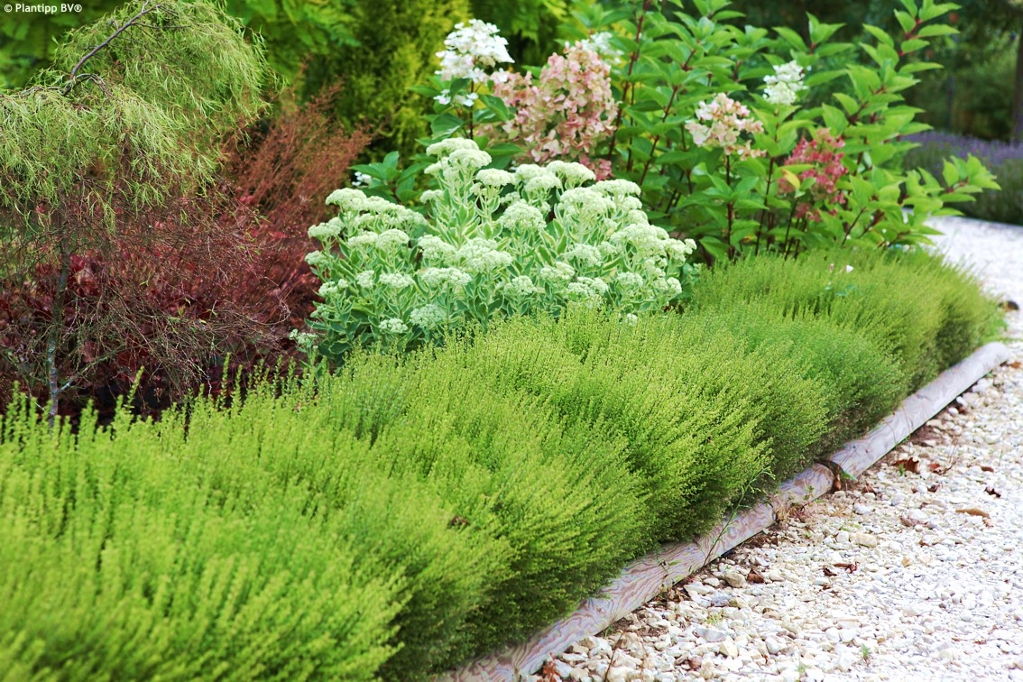 HANIMELİ ÇİT BİTKİSİ 10 ADET 'Lonicera Nitida' HANIMELİ ÇİT BİTKİSİ 10 ADET 'Lonicera Nitida'