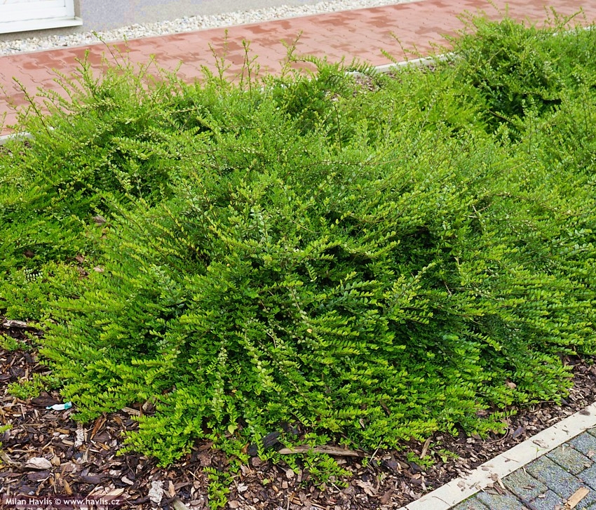 HANIMELİ ÇİT BİTKİSİ 10 ADET 'Lonicera Nitida' HANIMELİ ÇİT BİTKİSİ 10 ADET 'Lonicera Nitida'