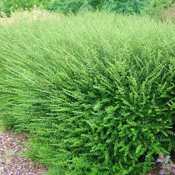 HANIMELİ ÇİT BİTKİSİ 5 ADET 'Lonicera Nitida' HANIMELİ ÇİT BİTKİSİ 5 ADET 'Lonicera Nitida'