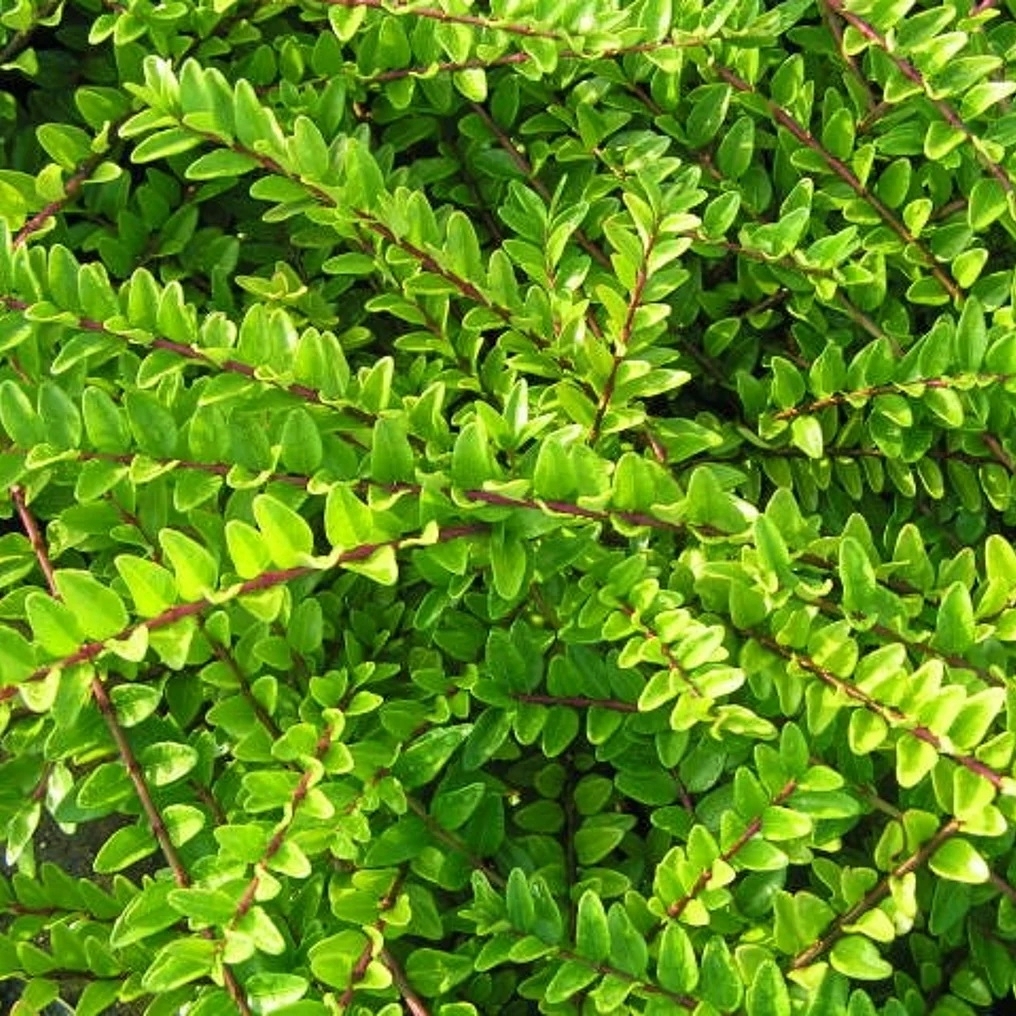 HANIMELİ ÇİT BİTKİSİ 5 ADET 'Lonicera Nitida' HANIMELİ ÇİT BİTKİSİ 5 ADET 'Lonicera Nitida'