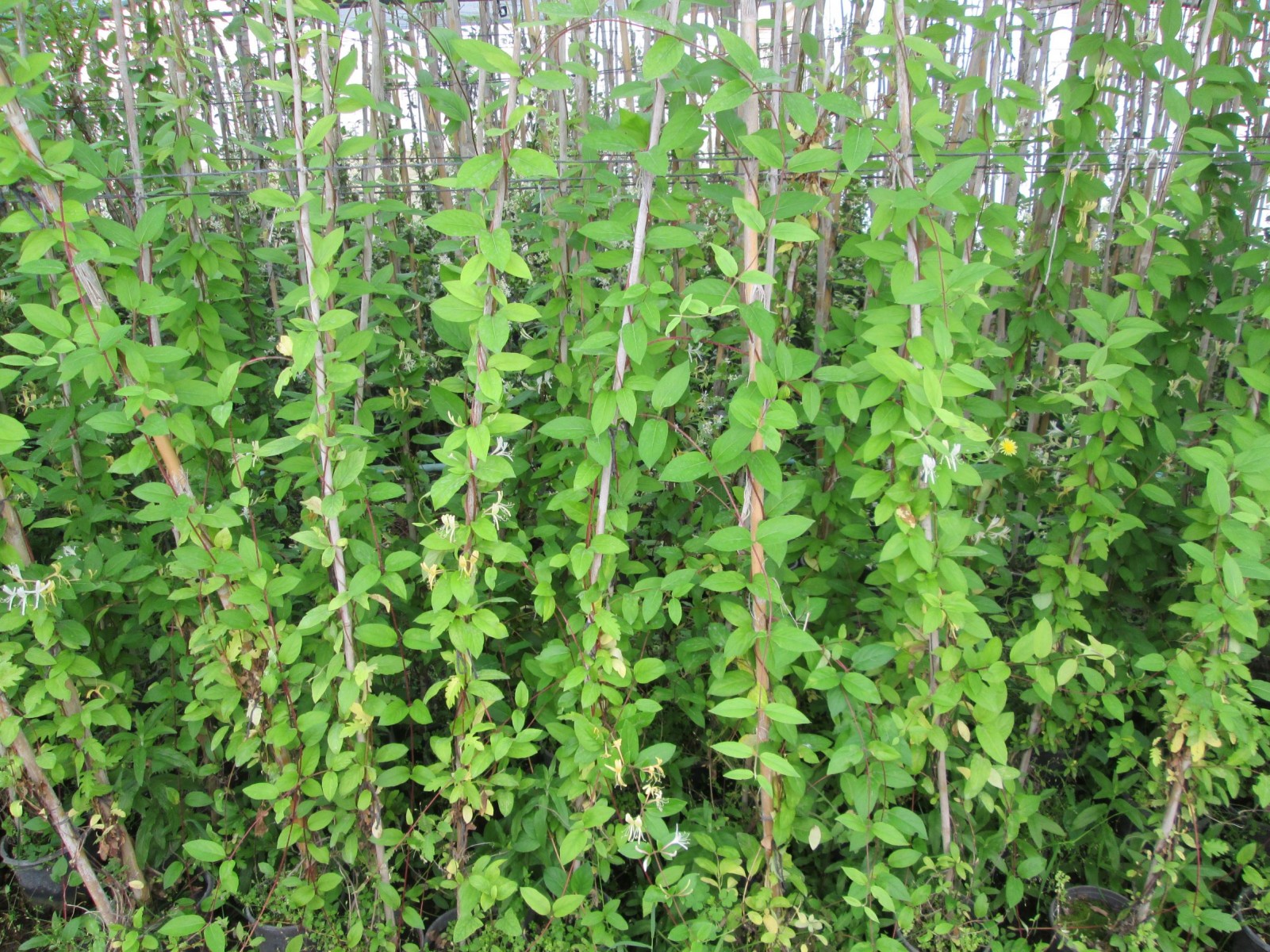 HANIMELİ SARMAŞIK 5 ADET ÇİÇEKLİ, KOKULU, SARILICI BİTKİ