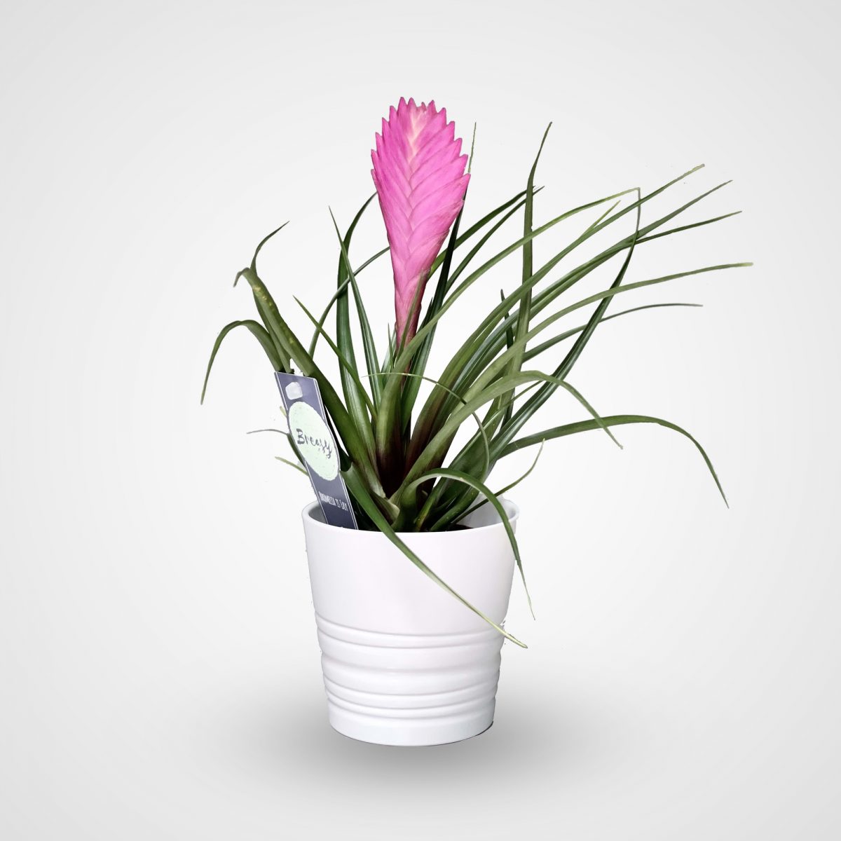 Hava Bitkisi (Tillandsia) Airplant