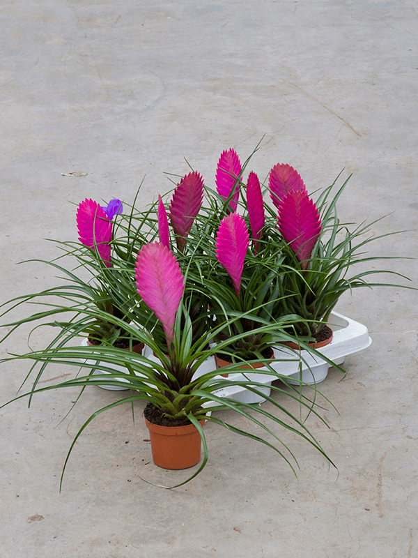 Hava Bitkisi (Tillandsia) Airplant