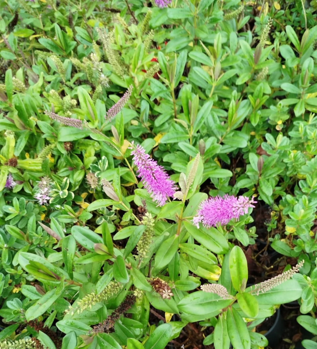 HEBE VERONICA 10 ADET - YEŞİL YAVŞAN OTU (ÇİÇEKLİ PEYZAJ BİTKİSİ) HEBE VERONICA 10 ADET - YEŞİL YAVŞAN OTU (ÇİÇEKLİ PEYZAJ BİTKİSİ)