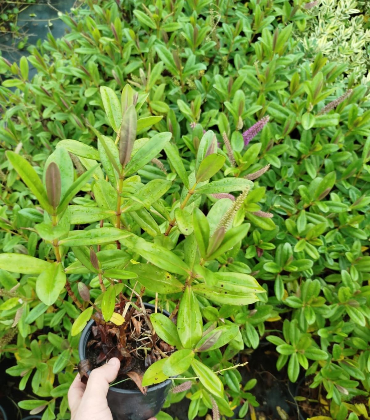 HEBE VERONICA 3 ADET - YEŞİL YAVŞAN OTU (ÇİÇEKLİ PEYZAJ BİTKİSİ) HEBE VERONICA 3 ADET - YEŞİL YAVŞAN OTU (ÇİÇEKLİ PEYZAJ BİTKİSİ)