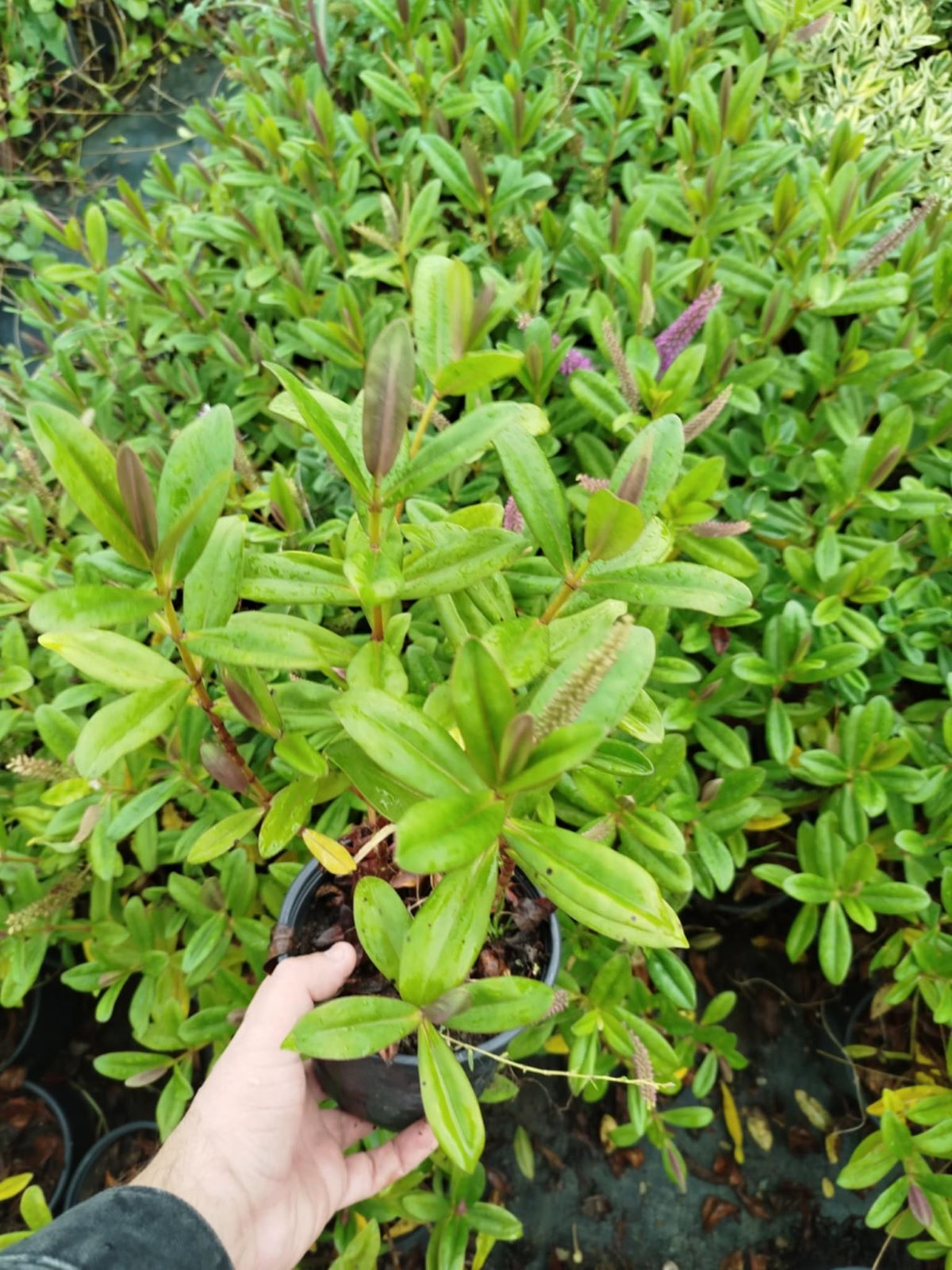 HEBE VERONICA 5 ADET - YEŞİL YAVŞAN OTU (ÇİÇEKLİ PEYZAJ BİTKİSİ) HEBE VERONICA 5 ADET - YEŞİL YAVŞAN OTU (ÇİÇEKLİ PEYZAJ BİTKİSİ)