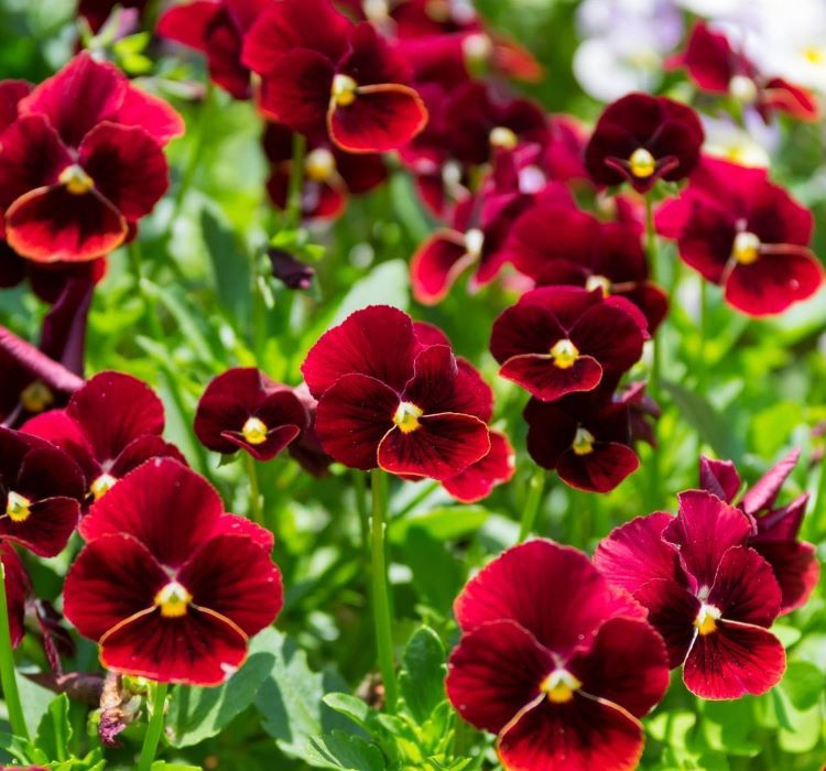 HERCAİ MENEKŞE KIRMIZI 45 ADET - MEVSİMLİK ÇİÇEK HERCAİ MENEKŞE KIRMIZI 45 ADET - MEVSİMLİK ÇİÇEK