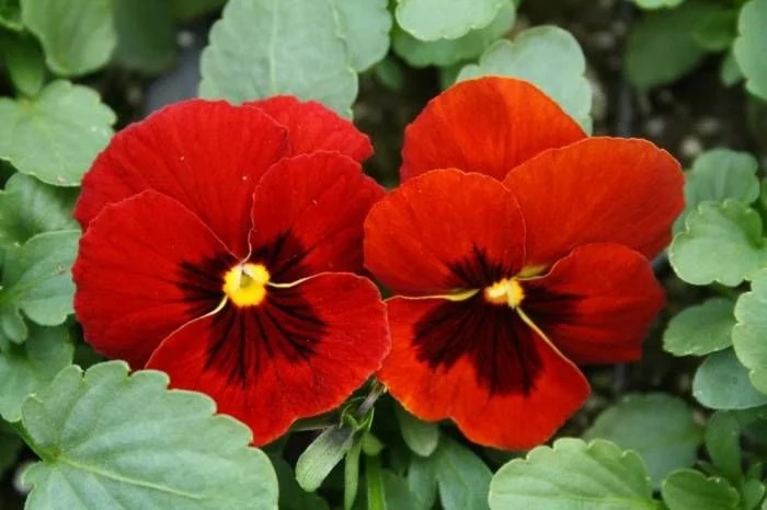 HERCAİ MENEKŞE KIRMIZI 45 ADET - MEVSİMLİK ÇİÇEK HERCAİ MENEKŞE KIRMIZI 45 ADET - MEVSİMLİK ÇİÇEK