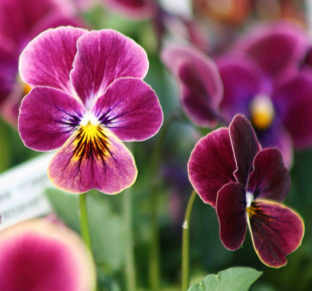 HERCAİ MENEKŞE PEMBE 45 ADET - MEVSİMLİK ÇİÇEK HERCAİ MENEKŞE PEMBE 45 ADET - MEVSİMLİK ÇİÇEK