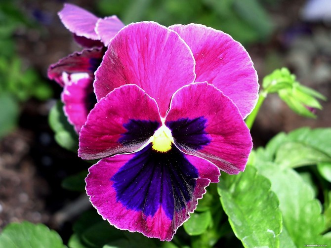 HERCAİ MENEKŞE PEMBE 45 ADET - MEVSİMLİK ÇİÇEK HERCAİ MENEKŞE PEMBE 45 ADET - MEVSİMLİK ÇİÇEK