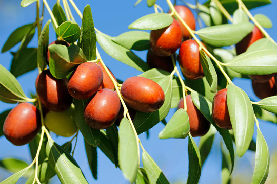 Hünnap Fidanı ( Ufak Taneli) 3 Yaş Tüplü ve Aşılı