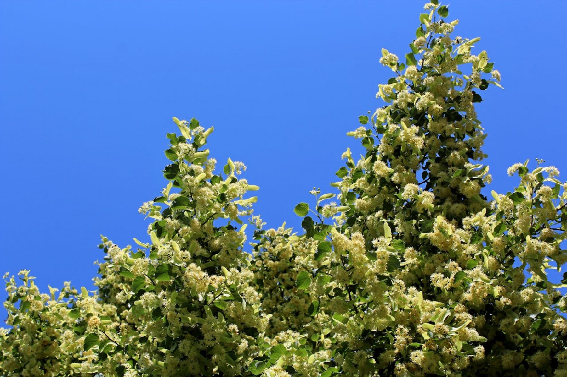 IHLAMUR AĞACI 1.5-2 METRE BOYUNDA IHLAMUR AĞACI 1.5-2 METRE BOYUNDA