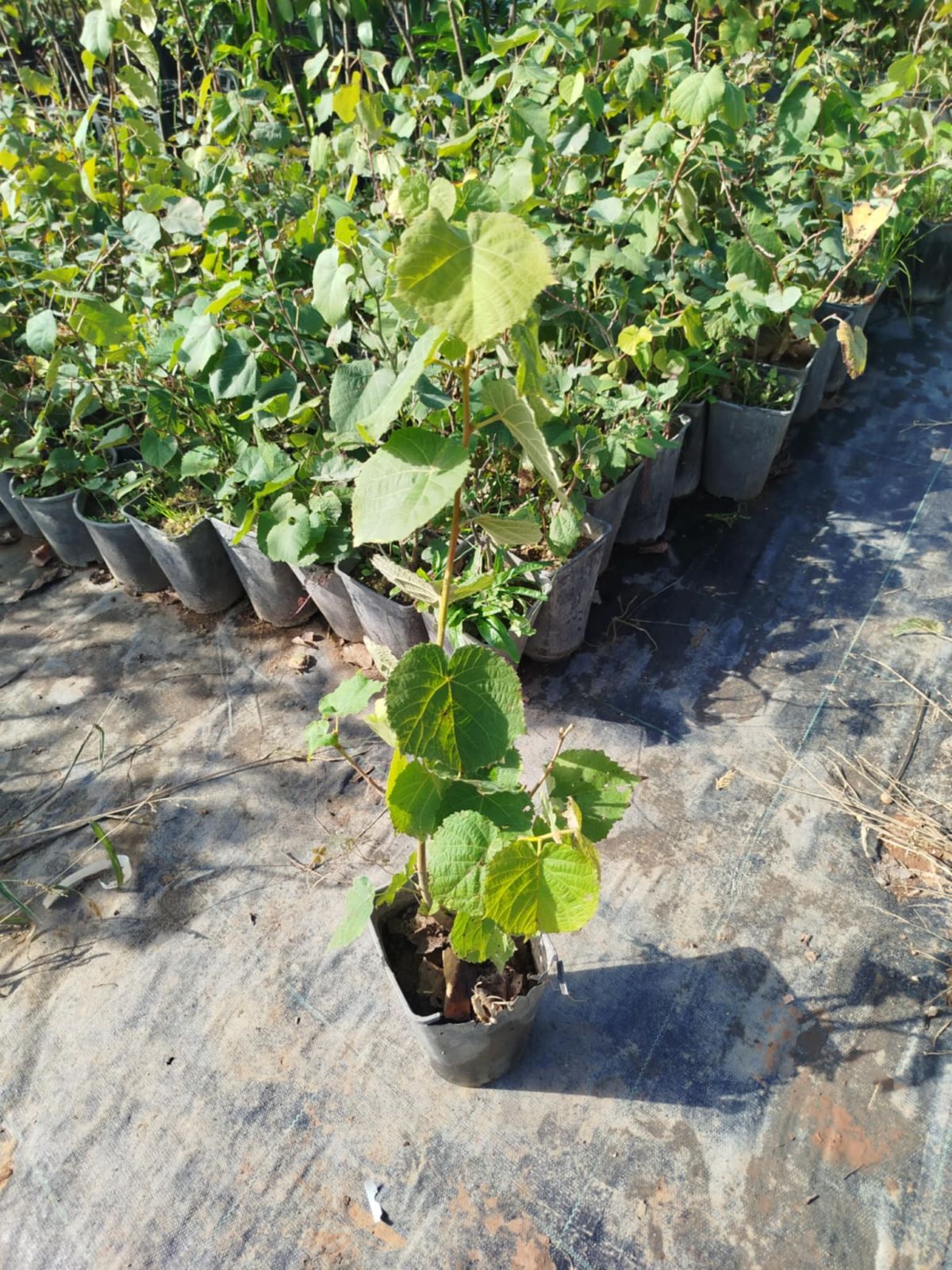IHLAMUR AĞACI FİDANI 10 ADET 50-100 cm (Tilia Tomentosa) 2-3 YAŞ IHLAMUR AĞACI FİDANI 10 ADET 50-100 cm (Tilia Tomentosa) 2-3 YAŞ