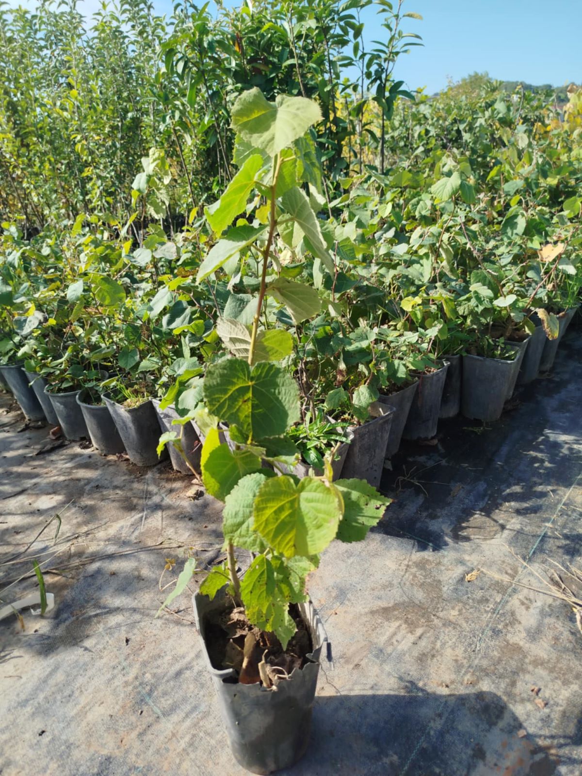 IHLAMUR AĞACI FİDANI 3 ADET 50-100 cm (Tilia Tomentosa) 2-3 YAŞ IHLAMUR AĞACI FİDANI 3 ADET 50-100 cm (Tilia Tomentosa) 2-3 YAŞ