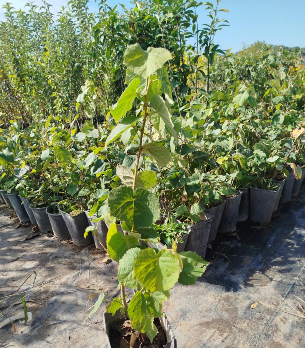 IHLAMUR AĞACI FİDANI 5 ADET 50-100 cm (Tilia Tomentosa) 2-3 YAŞ
