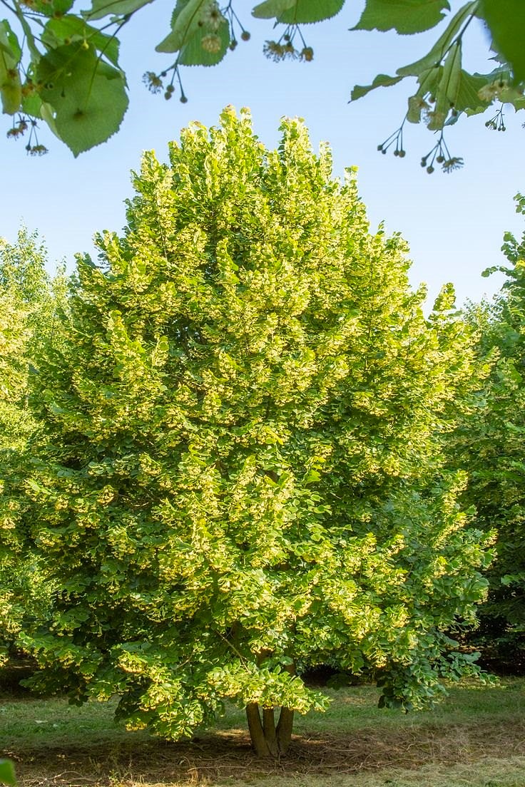 IHLAMUR AĞACI FİDANI 50-100 cm (Tilia Tomentosa) 2-3 YAŞ