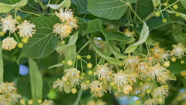Ihlamur (Tillia Tomentosa) Fidanı