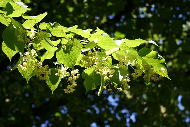 Ihlamur (Tillia Tomentosa) Fidanı