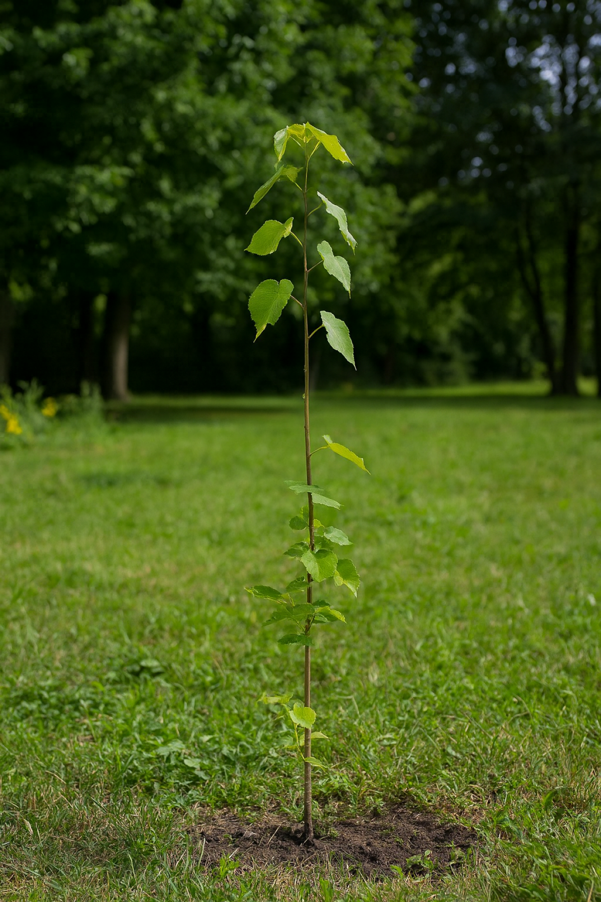 Ihlamur (Tillia Tomentosa) Fidanı Ihlamur (Tillia Tomentosa) Fidanı