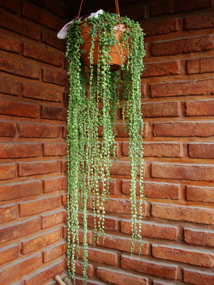 İNCİ TANESİ ÇİÇEĞİ - ASKILI SAKSIDA HEDİYELİK (Senecio Rowleyanus) İNCİ TANESİ ÇİÇEĞİ - ASKILI SAKSIDA HEDİYELİK (Senecio Rowleyanus)