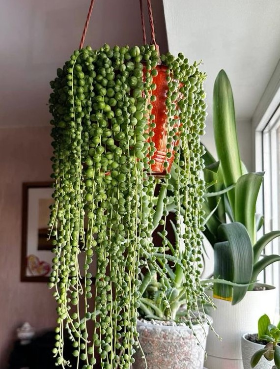 İNCİ TANESİ ÇİÇEĞİ - ASKILI SAKSIDA HEDİYELİK (Senecio Rowleyanus) İNCİ TANESİ ÇİÇEĞİ - ASKILI SAKSIDA HEDİYELİK (Senecio Rowleyanus)