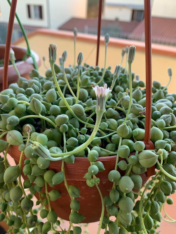 İNCİ TANESİ ÇİÇEĞİ - ASKILI SAKSIDA HEDİYELİK (Senecio Rowleyanus)