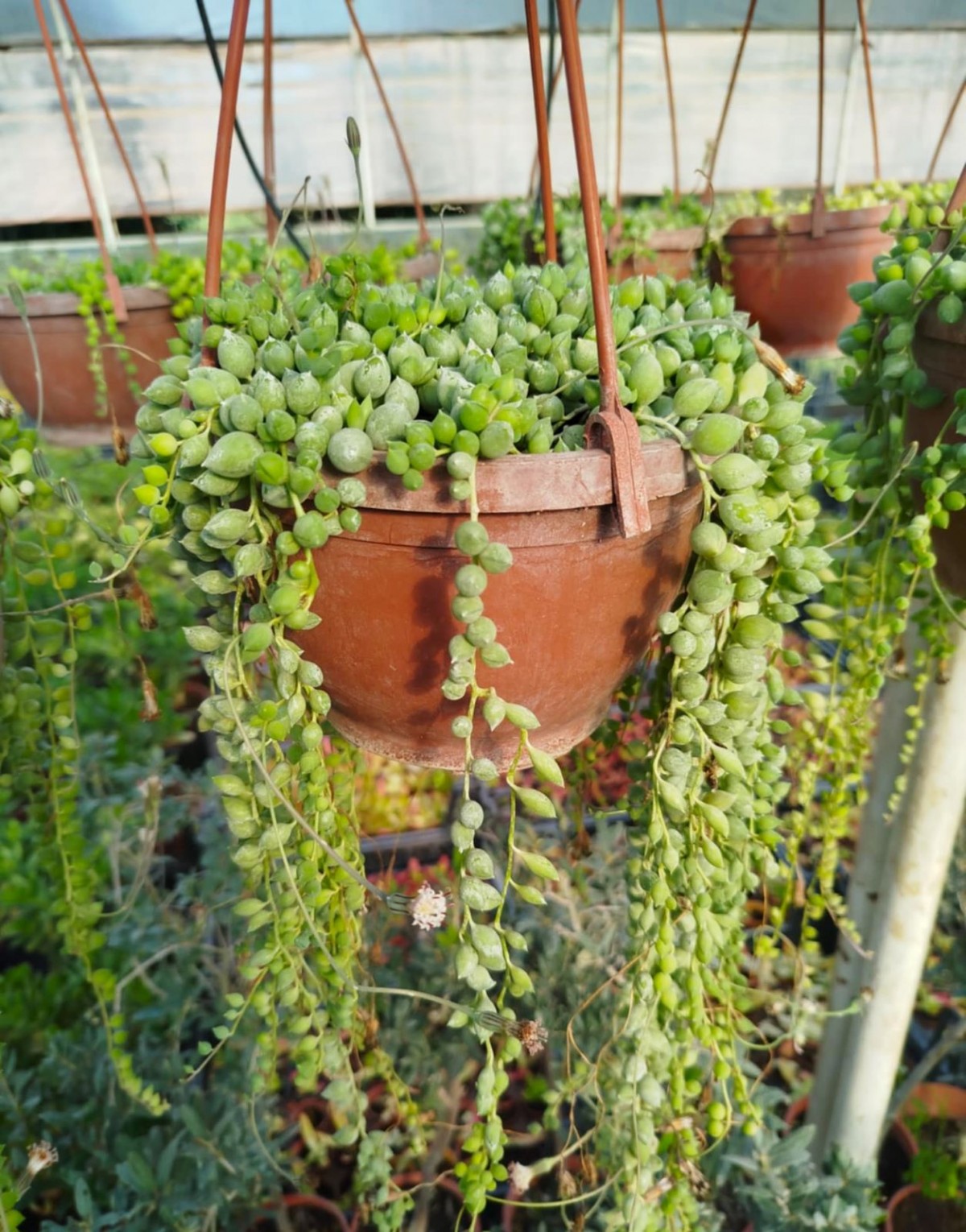 İNCİ TANESİ ÇİÇEĞİ - ASKILI SAKSIDA HEDİYELİK (Senecio Rowleyanus) İNCİ TANESİ ÇİÇEĞİ - ASKILI SAKSIDA HEDİYELİK (Senecio Rowleyanus)