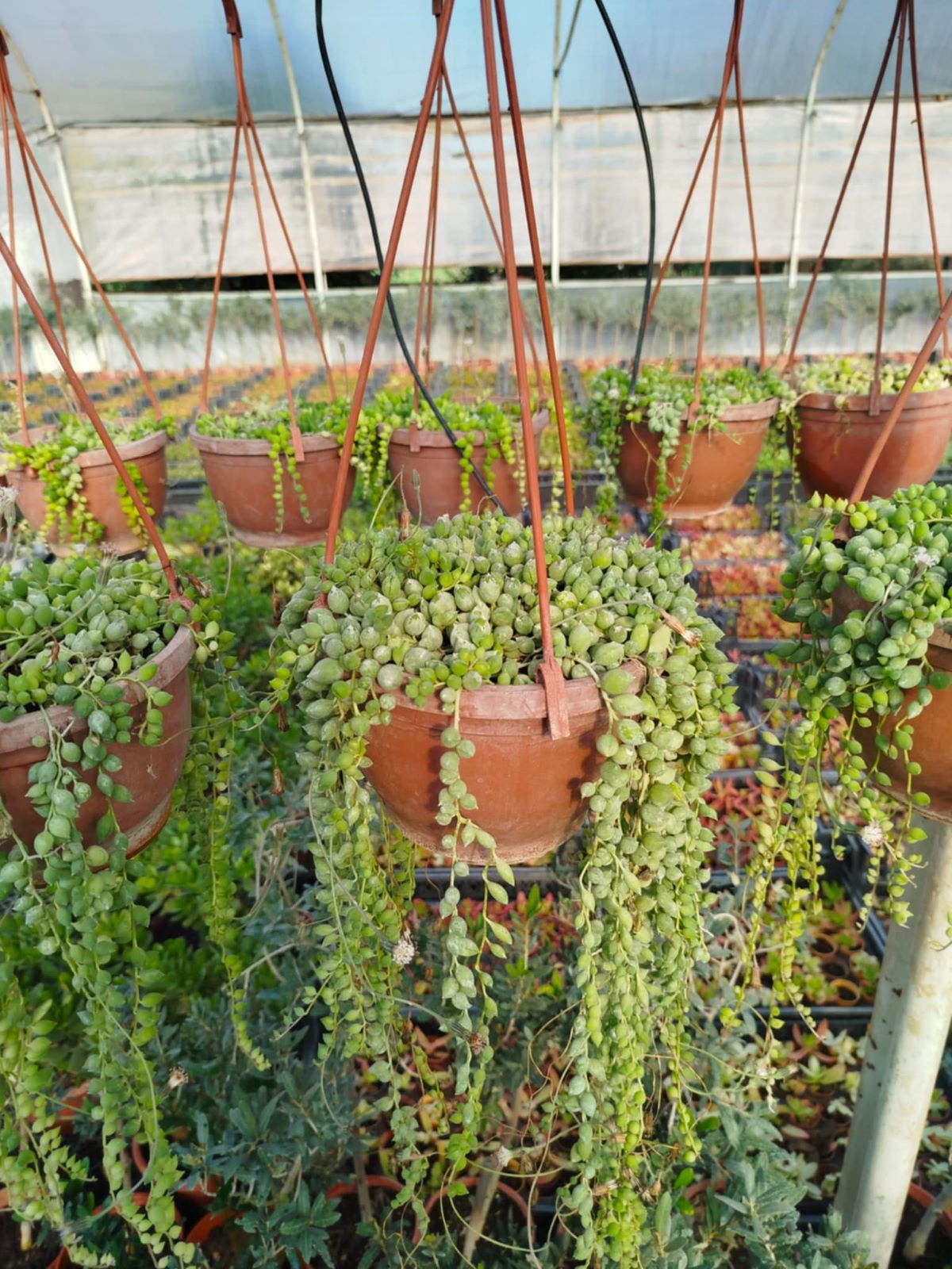 İNCİ TANESİ ÇİÇEĞİ - ASKILI SAKSIDA HEDİYELİK (Senecio Rowleyanus) İNCİ TANESİ ÇİÇEĞİ - ASKILI SAKSIDA HEDİYELİK (Senecio Rowleyanus)