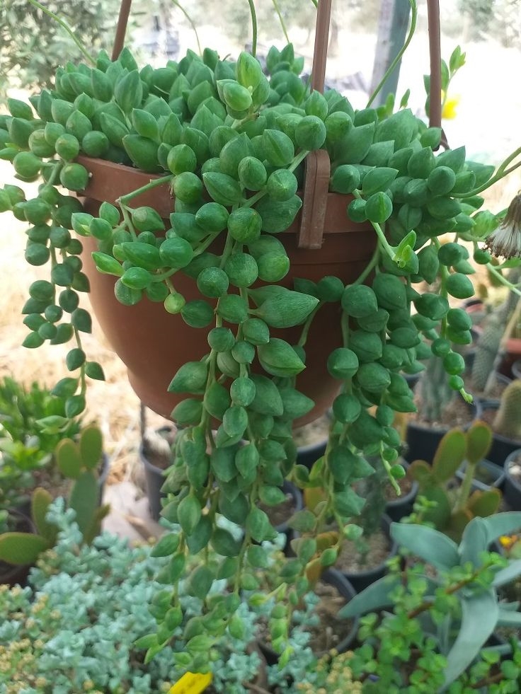 İNCİ TANESİ ÇİÇEĞİ - ASKILI SAKSIDA HEDİYELİK (Senecio Rowleyanus)