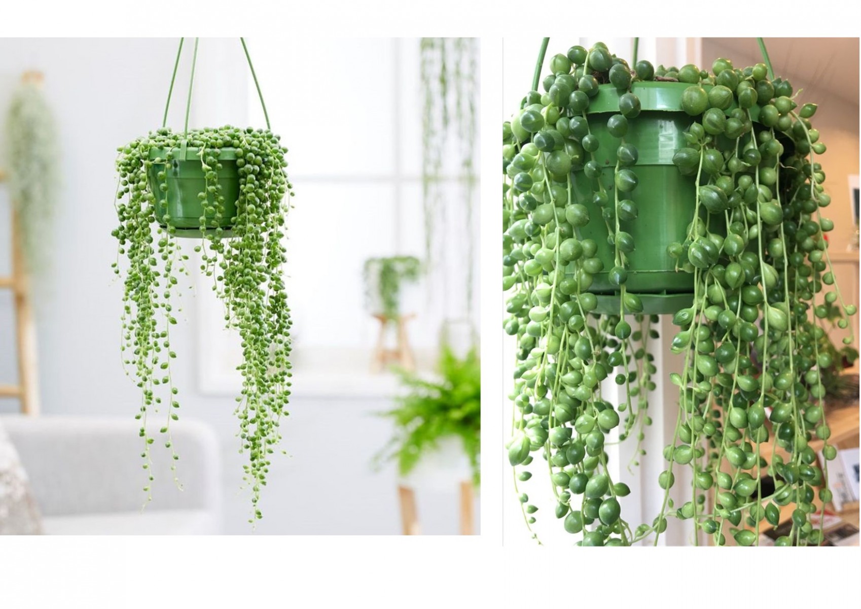 İNCİ TANESİ HEDİYELİK BİTKİ - YEŞİL ASKILI SAKSIDA (Senecio Rowleyanus) İNCİ TANESİ HEDİYELİK BİTKİ - YEŞİL ASKILI SAKSIDA (Senecio Rowleyanus)