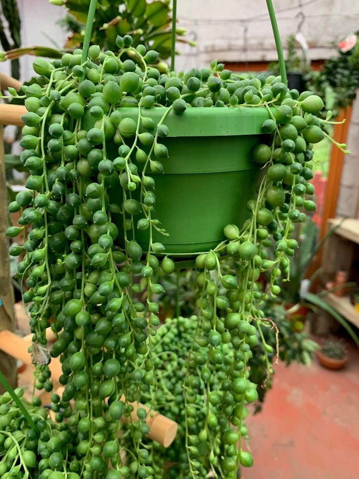 İNCİ TANESİ HEDİYELİK BİTKİ - YEŞİL ASKILI SAKSIDA (Senecio Rowleyanus)