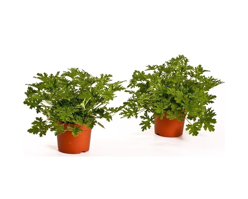 ITIR ÇİÇEĞİ 5 ADET - PELARGONİUM GRAVEOLENS