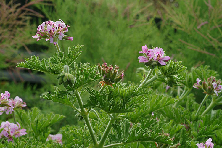 ITIR ÇİÇEĞİ 5 ADET - PELARGONİUM GRAVEOLENS