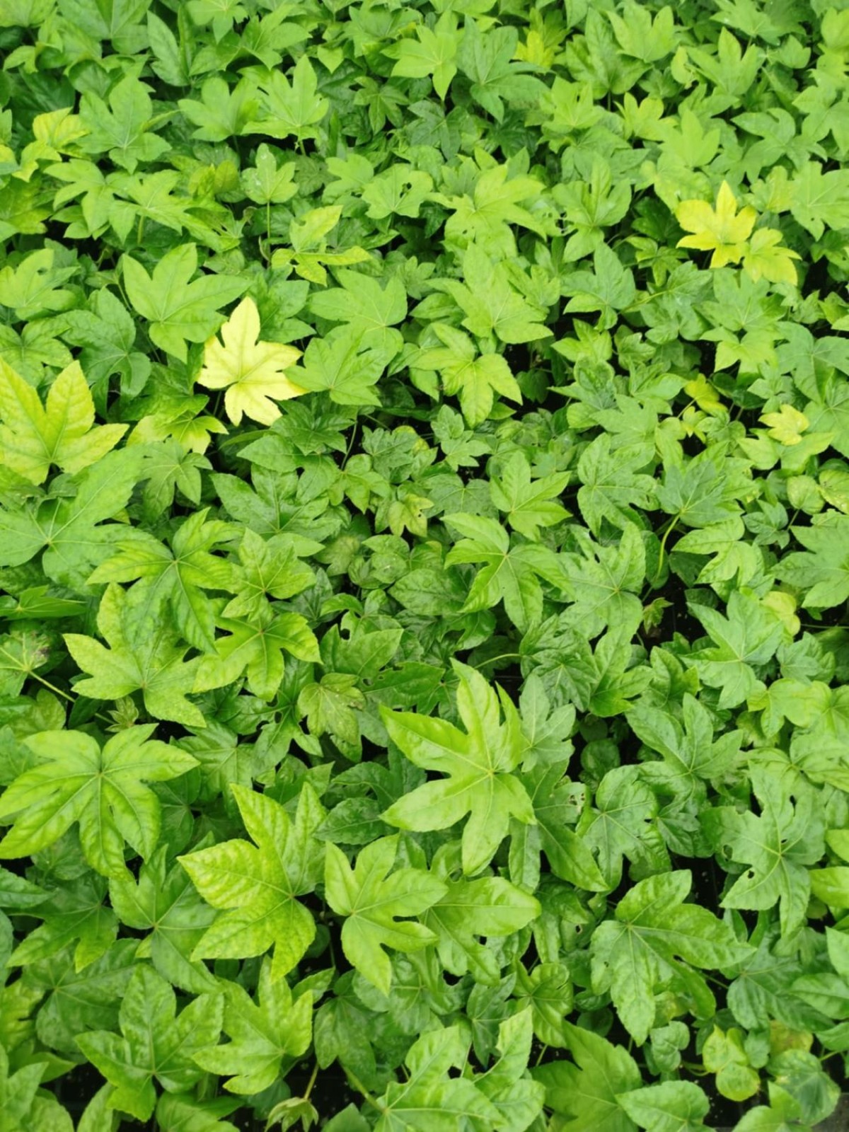 JAPON ÇINARI ARALYA FİDANI - Aralia Japonica Fatsia JAPON ÇINARI ARALYA FİDANI - Aralia Japonica Fatsia