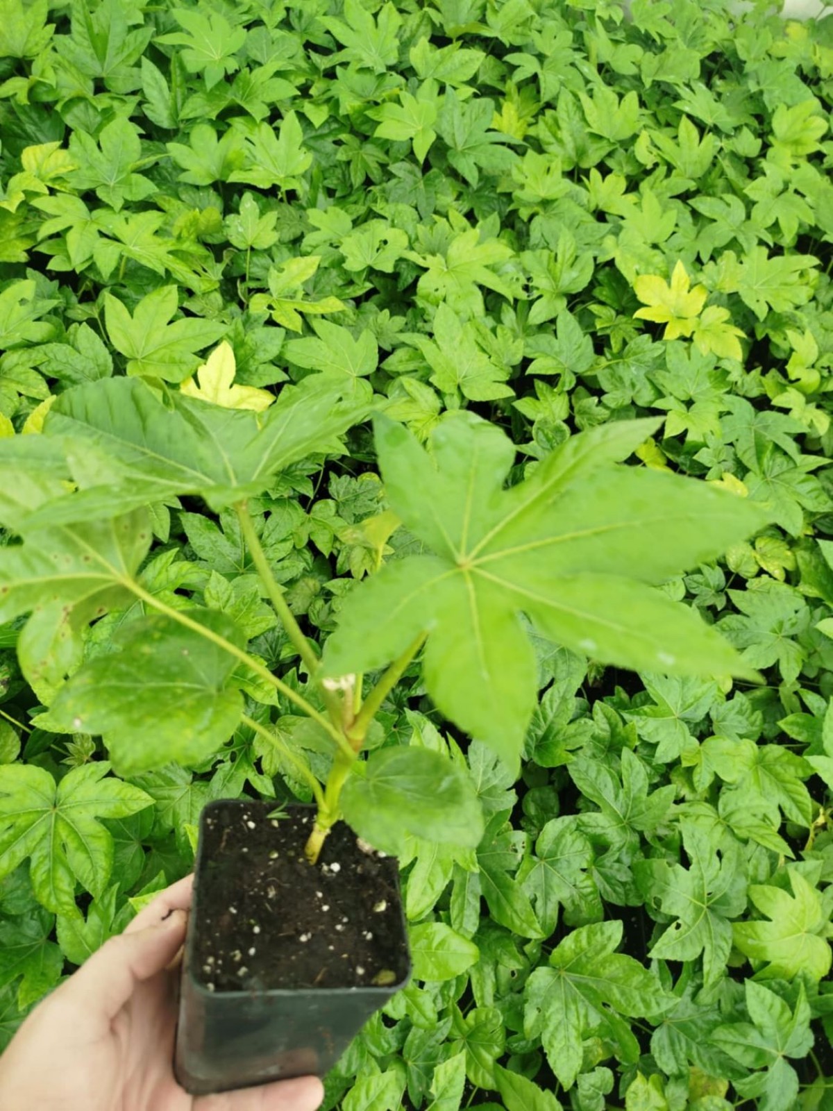 JAPON ÇINARI ARALYA FİDANI - Aralia Japonica Fatsia JAPON ÇINARI ARALYA FİDANI - Aralia Japonica Fatsia