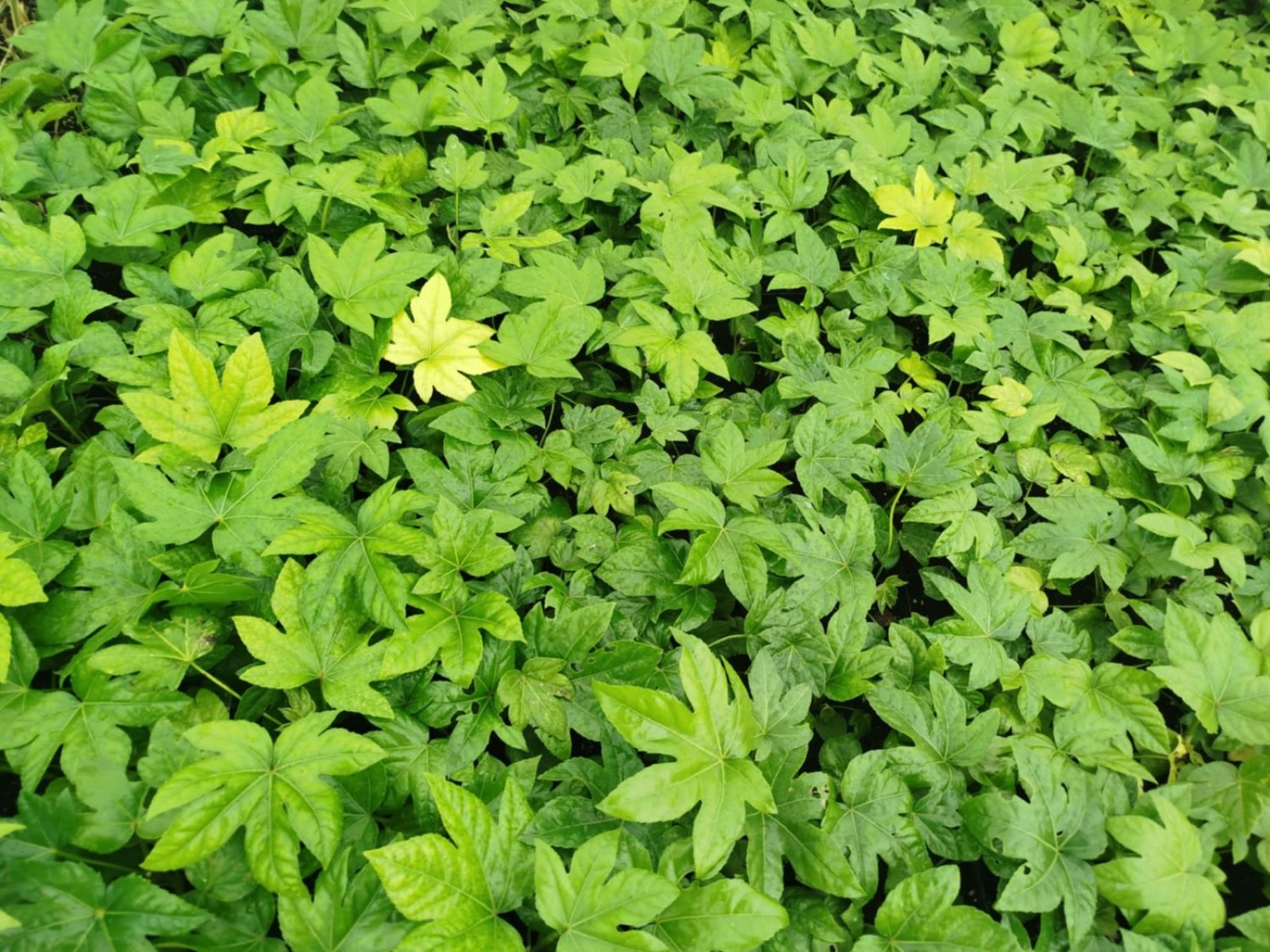 JAPON ÇINARI ARALYA FİDANI - Aralia Japonica Fatsia JAPON ÇINARI ARALYA FİDANI - Aralia Japonica Fatsia