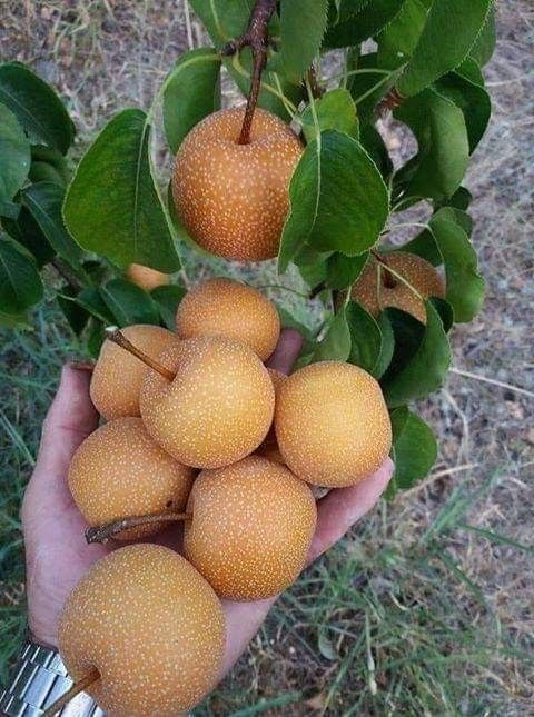 Japon Naşhi  Armut  Fidanı 3 Yaş Tüplü ve Aşılı
