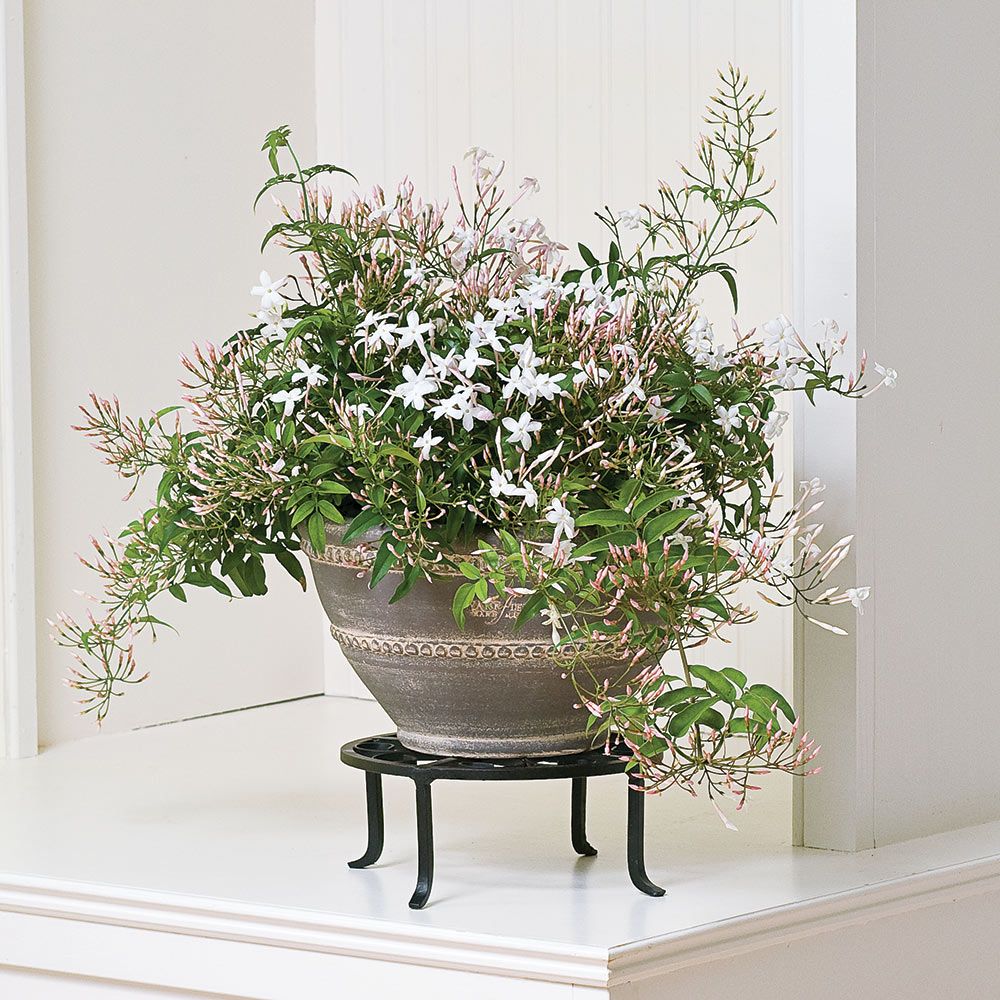 Jasminum polyanthum – Çin Yasemini