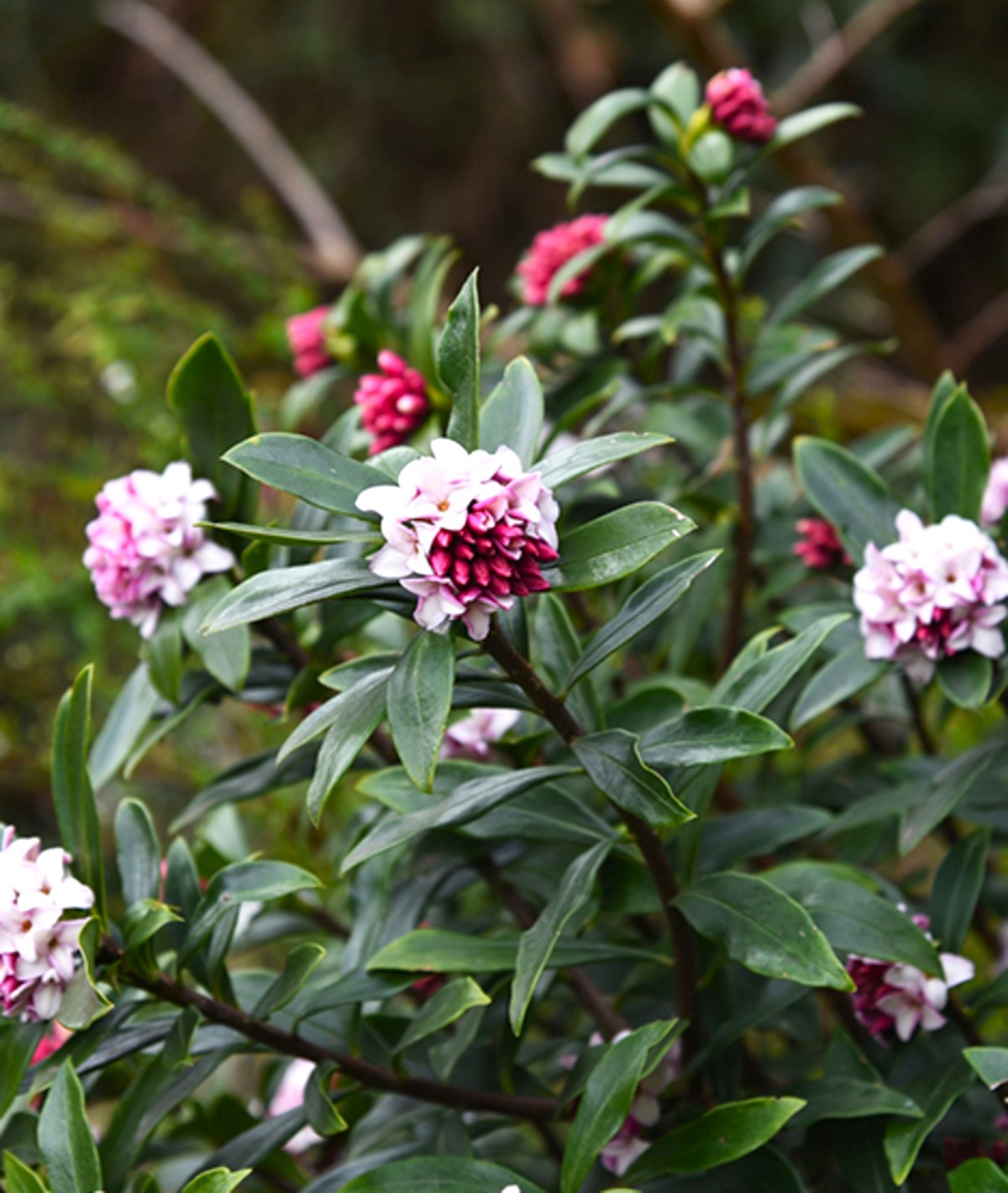 KAFKAS GÜLÜ FİDANI 2 ADET KOKULU - DAPHNE ODORA 'AUREOMARGINATA' KAFKAS GÜLÜ FİDANI 2 ADET KOKULU - DAPHNE ODORA 'AUREOMARGINATA'