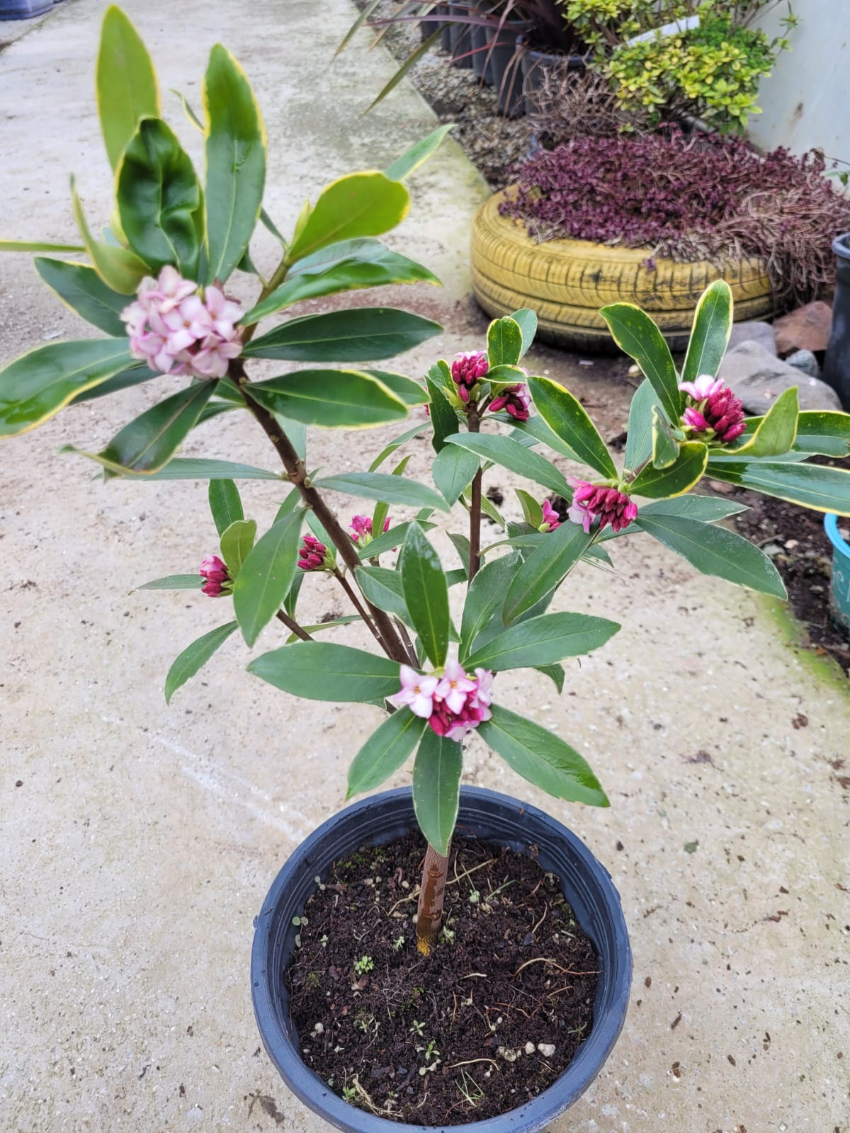 KAFKAS GÜLÜ FİDANI KOKULU - DAPHNE ODORA 'AUREOMARGINATA' KAFKAS GÜLÜ FİDANI KOKULU - DAPHNE ODORA 'AUREOMARGINATA'