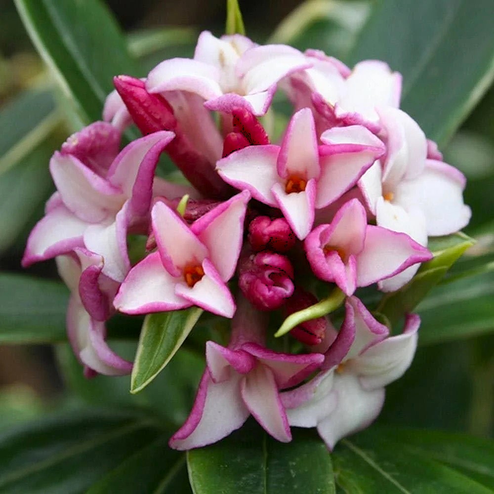 KAFKAS GÜLÜ FİDANI KOKULU - DAPHNE ODORA 'AUREOMARGINATA' KAFKAS GÜLÜ FİDANI KOKULU - DAPHNE ODORA 'AUREOMARGINATA'