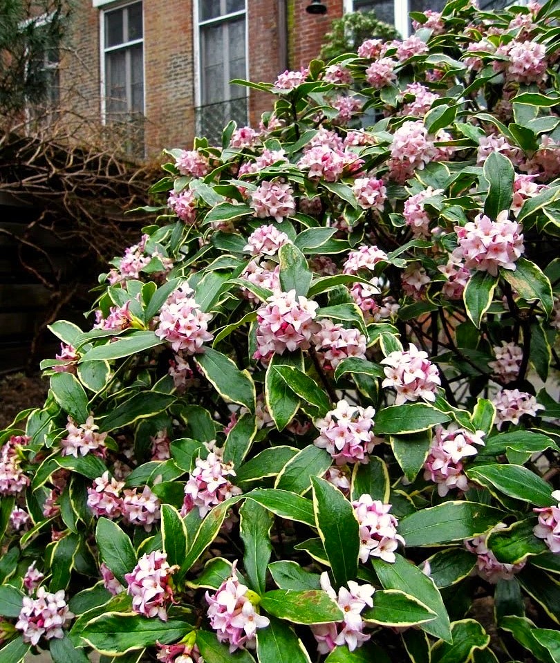 KAFKAS GÜLÜ FİDANI KOKULU - DAPHNE ODORA 'AUREOMARGINATA' KAFKAS GÜLÜ FİDANI KOKULU - DAPHNE ODORA 'AUREOMARGINATA'