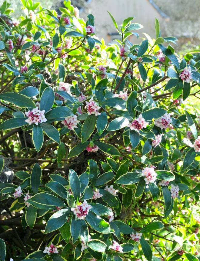 KAFKAS GÜLÜ FİDANI KOKULU - DAPHNE ODORA 'AUREOMARGINATA' KAFKAS GÜLÜ FİDANI KOKULU - DAPHNE ODORA 'AUREOMARGINATA'