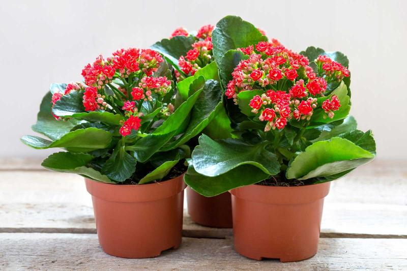 Kalanşo Çiçeği – Kalanchoe 10 Adet Karışık Renklerde