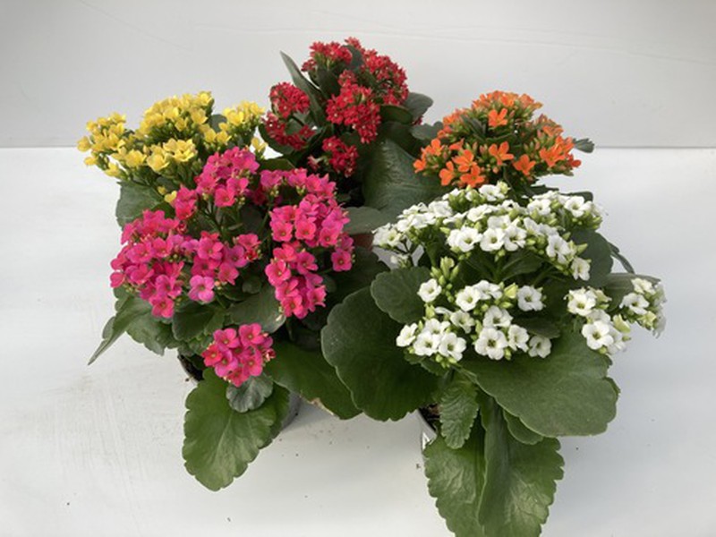 Kalanşo Çiçeği – Kalanchoe - 5 Adet  Karışık Renklerde