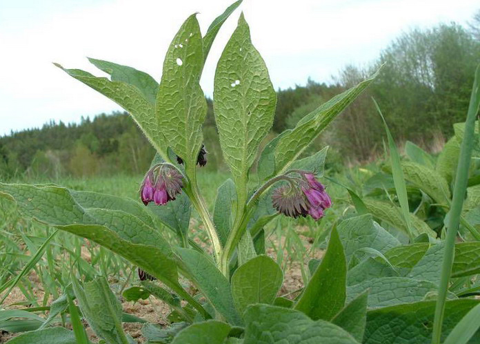 KARAKAFES OTU FİDESİ 3 ADET - Symphytum Officinale KARAKAFES OTU FİDESİ 3 ADET - Symphytum Officinale