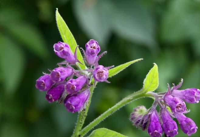 KARAKAFES OTU FİDESİ - Symphytum Officinale KARAKAFES OTU FİDESİ - Symphytum Officinale