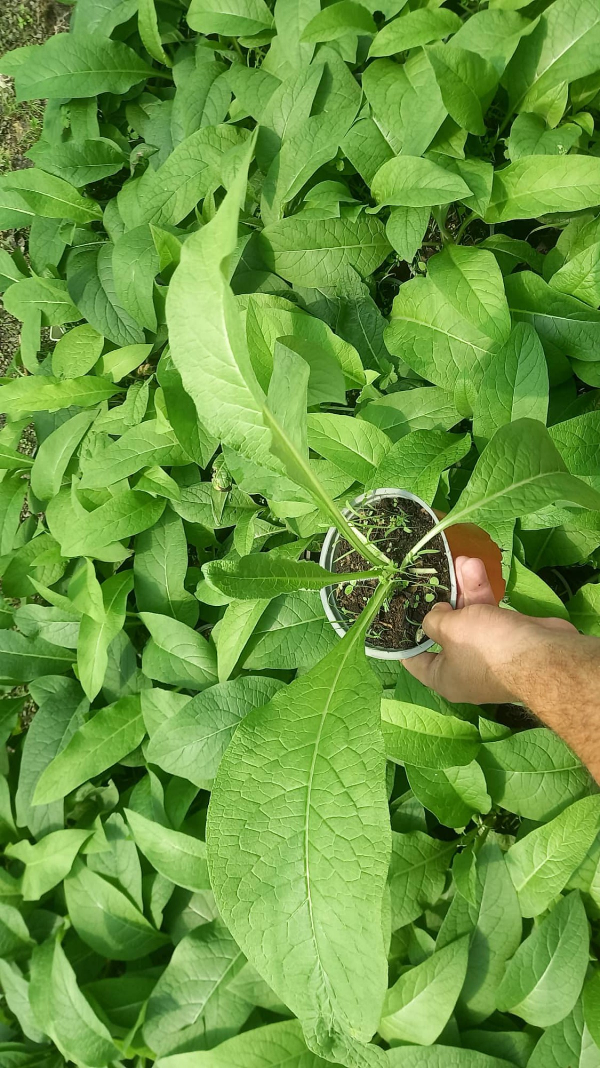 KARAKAFES OTU FİDESİ - Symphytum Officinale KARAKAFES OTU FİDESİ - Symphytum Officinale